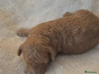 Cavapoo dogs EXTENSIVELY HEALTH TESTED CAVERPOO PUPS - Advert 2