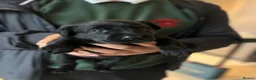 Labrador Retriever dogs for sale: Traditional Black Labrador Puppies in Caernarfon - Advert 6