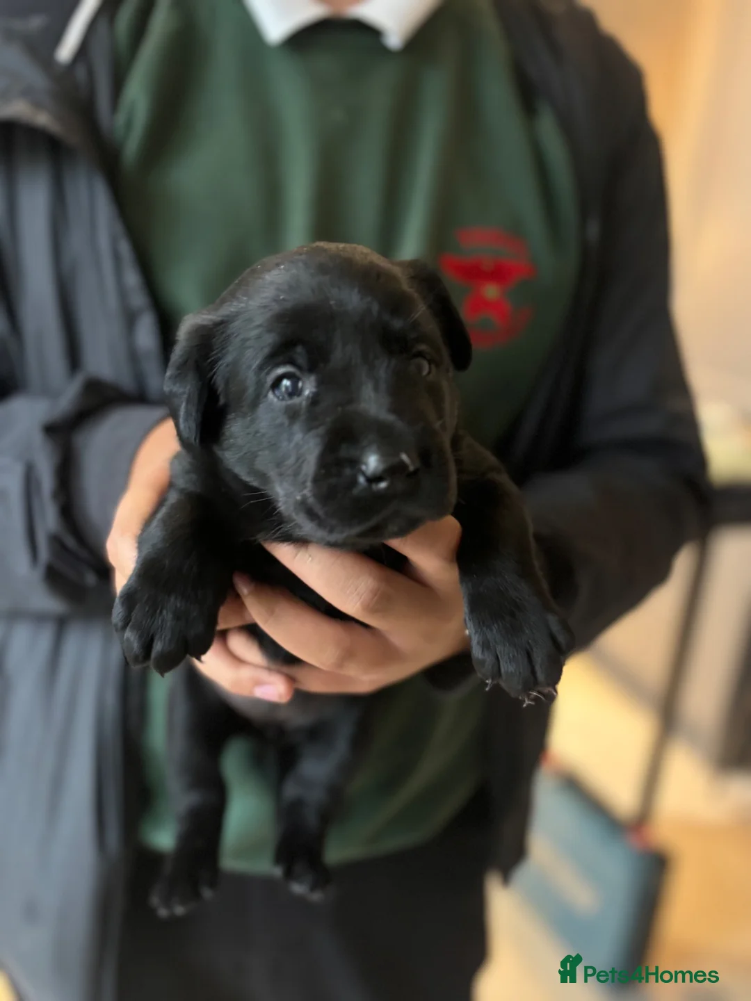 Labrador Retriever dogs for sale: Traditional Black Labrador Puppies in Caernarfon - Advert 6