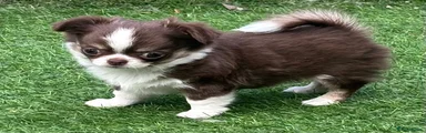 Chihuahua 2