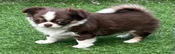 Chihuahua dogs for sale: Amazing tiny long coat girl puppy  - Advert 18