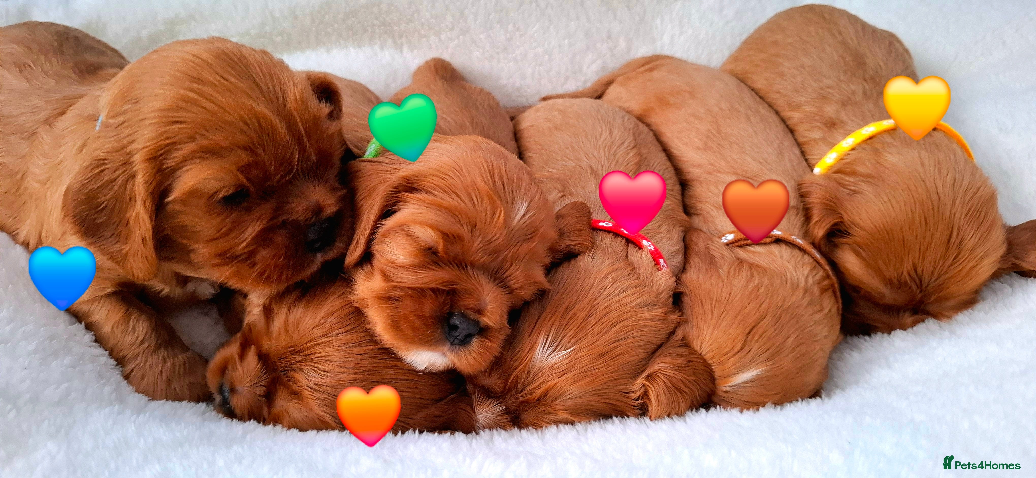 Cavalier King Charles Spaniel dogs 🥇❤️Beautiful Cavalier King Charles Spaniel 🐾⭐️ - Advert 16
