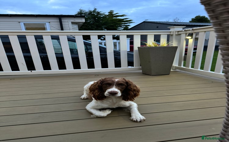 English Springer Spaniel dogs - Advert 1