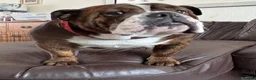 English Bulldog dogs for sale: STUNNING PUPS FROM HEALTH TESTED PARENTS - Advert 5