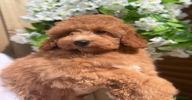 Shihpoo dogs - Advert 5