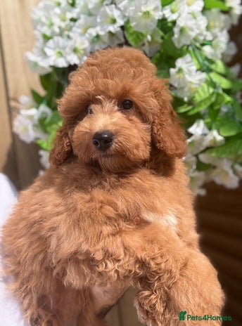 Shihpoo dogs - Advert 2