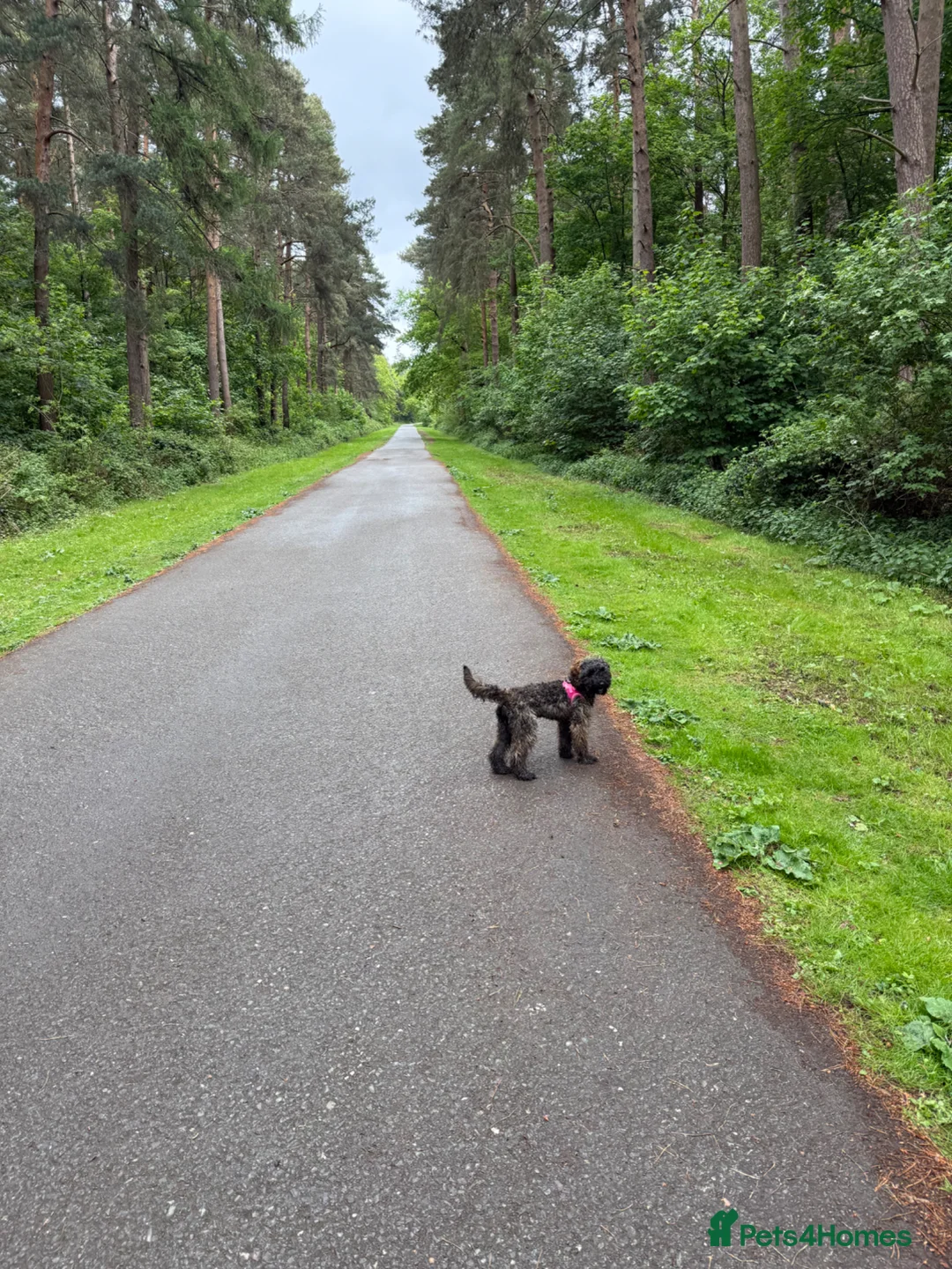 Cockapoo dogs for sale: Ember 7 months old in Towcester - Advert 2