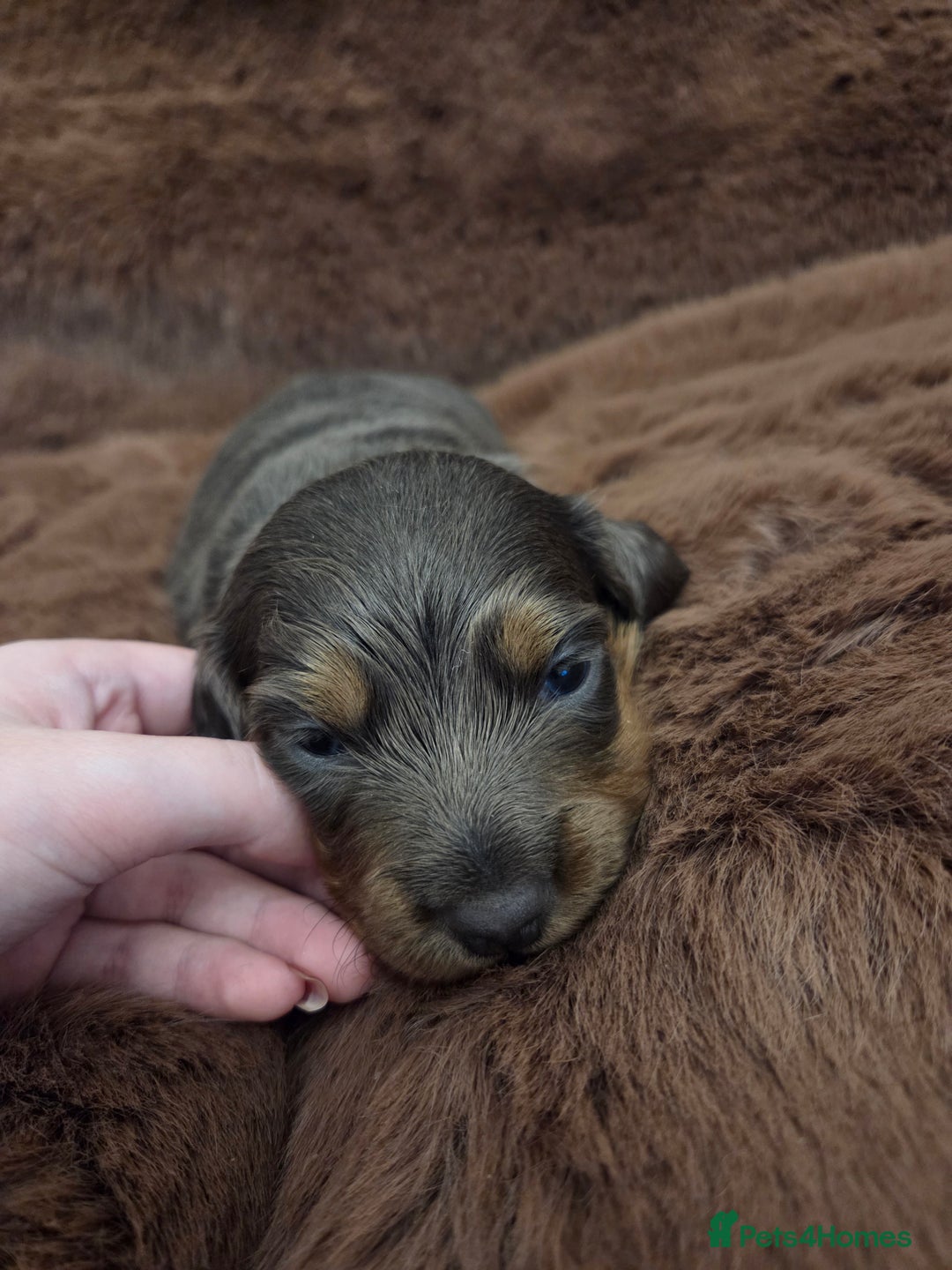 Miniature Dachshund dogs for sale: Longhaired minature dachshunds  - Advert 3