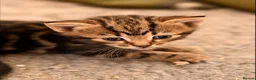 Mixed Breed cats for sale: Stunning mix breed kittens  - Advert 5
