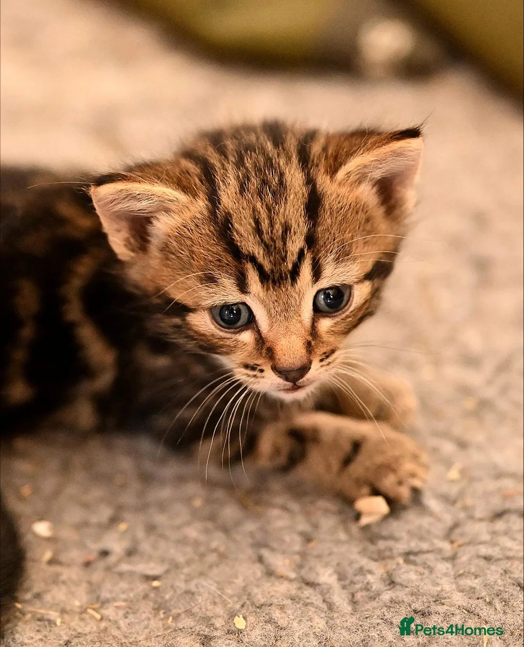 Mixed Breed cats for sale: Stunning mix breed kittens  - Advert 5