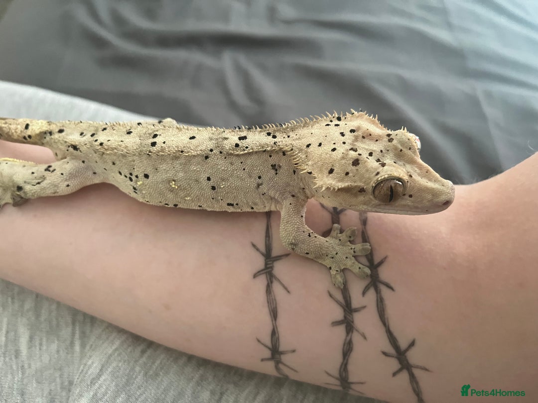 Gecko reptiles for sale: Super Dalmatian Crested Gecko For Sale - Image 4