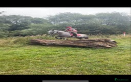 Irish Thoroughbred horses for sale: Stunning Thoroughbred Mare,  - Image 3