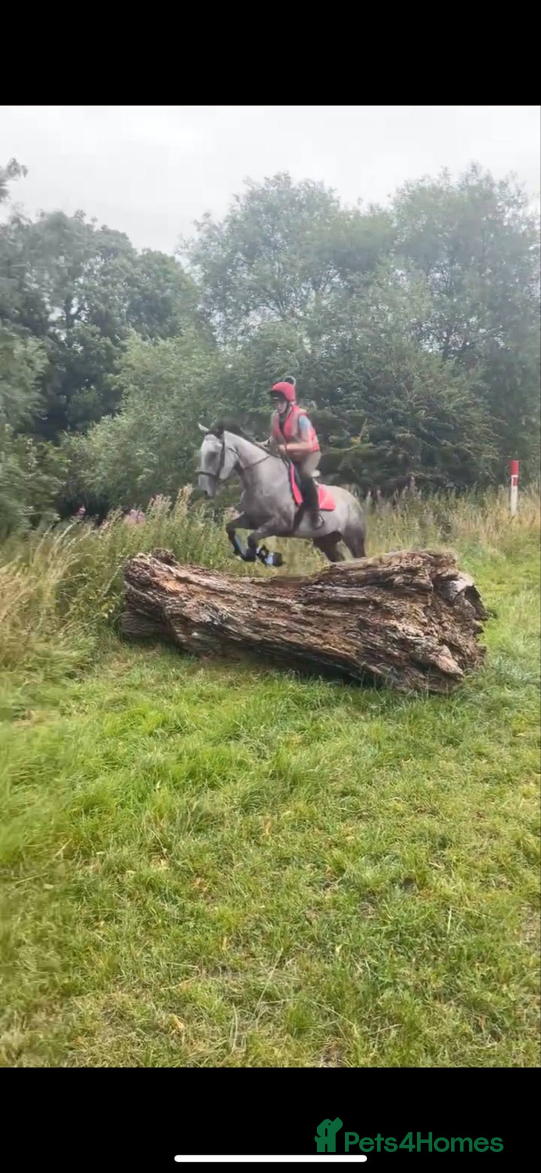 Irish Thoroughbred horses for sale: Stunning Thoroughbred Mare,  - Image 3