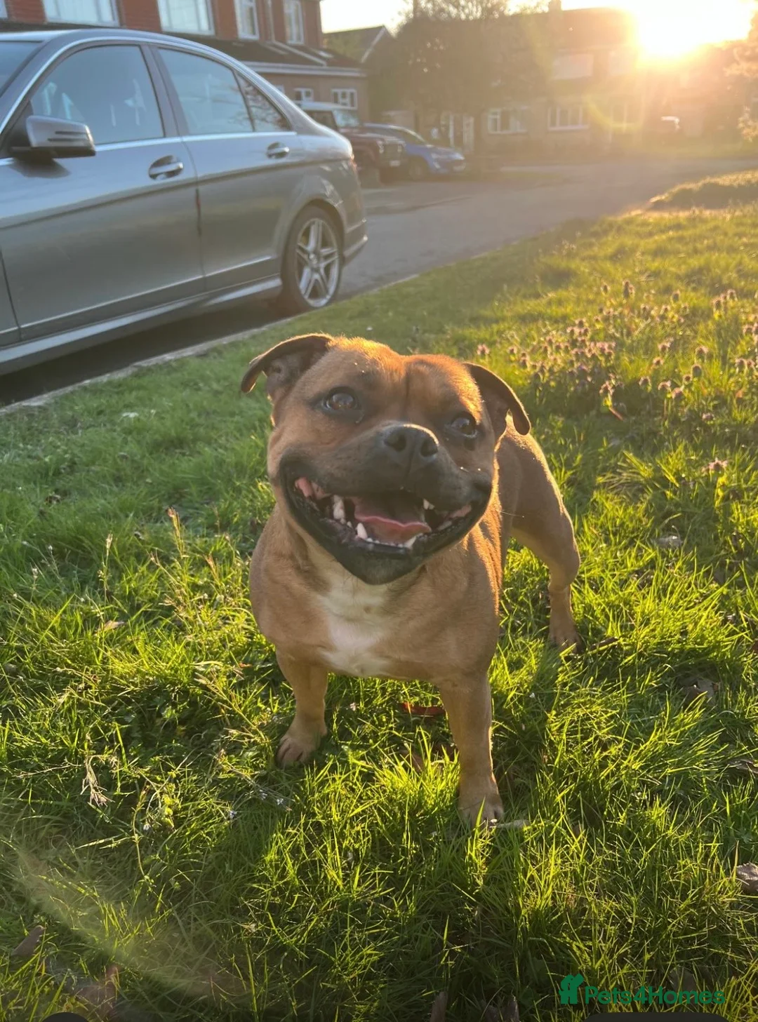 Staffordshire Bull Terrier dogs for sale: 3 female - Red Staffordshire puppies for sale - Advert 1