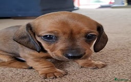 Miniature Dachshund dogs for sale: Miniature Dachshund Pups  in Banbury - Image 4