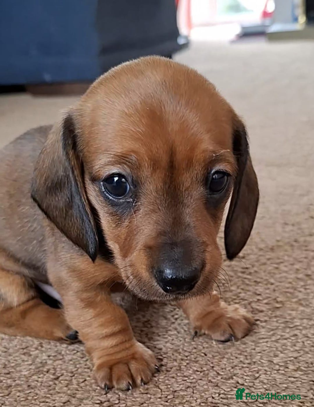 Miniature Dachshund dogs for sale: Miniature Dachshund Pups  in Banbury - Image 4