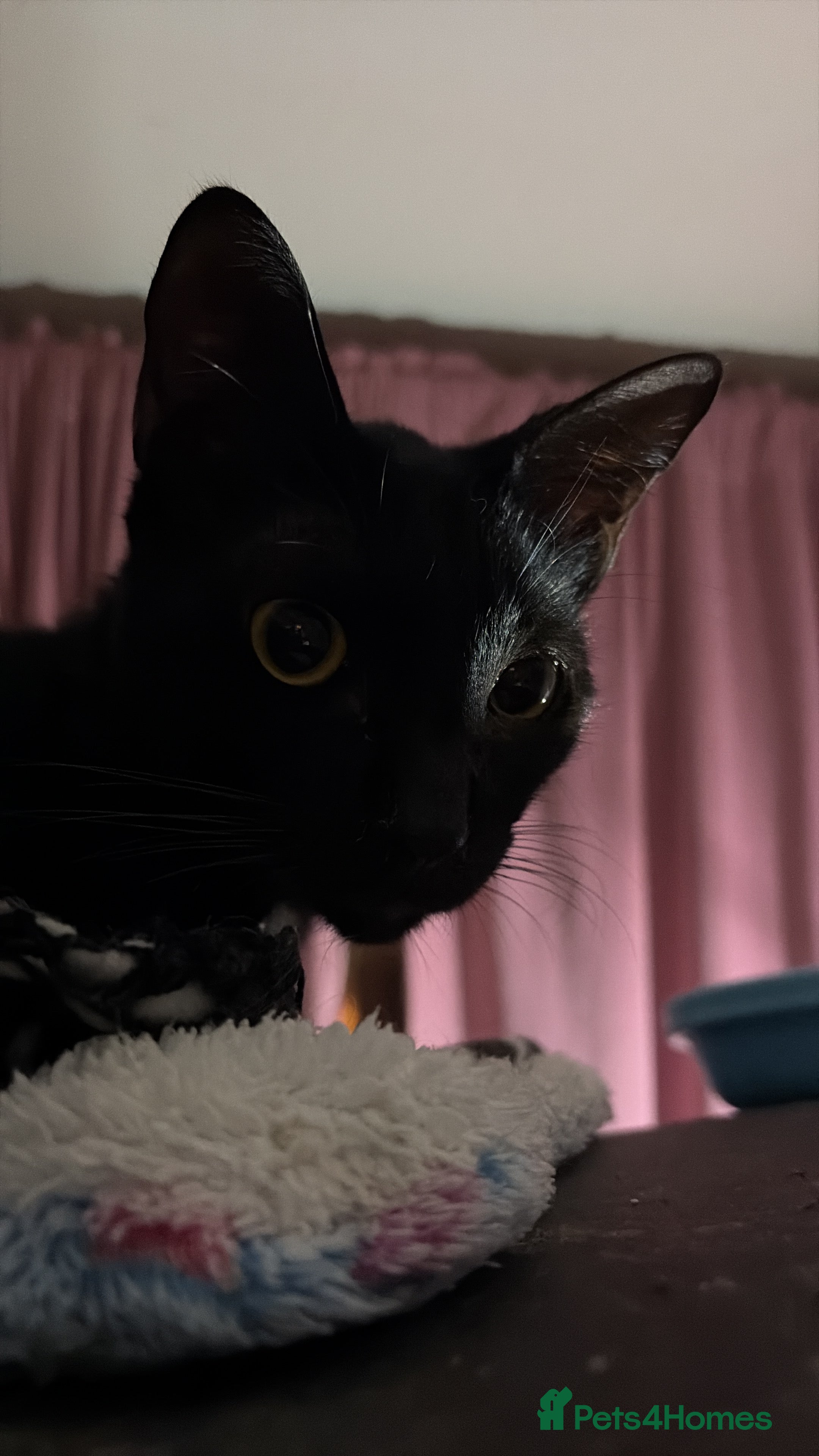 Arabian Mau cats Spooky - Advert 3