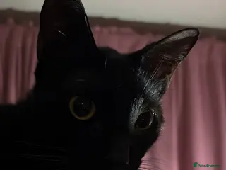 Arabian Mau cats Spooky - Advert 9