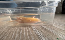 Axolotl reptiles for sale: Golden albino axolotl  - Image 2
