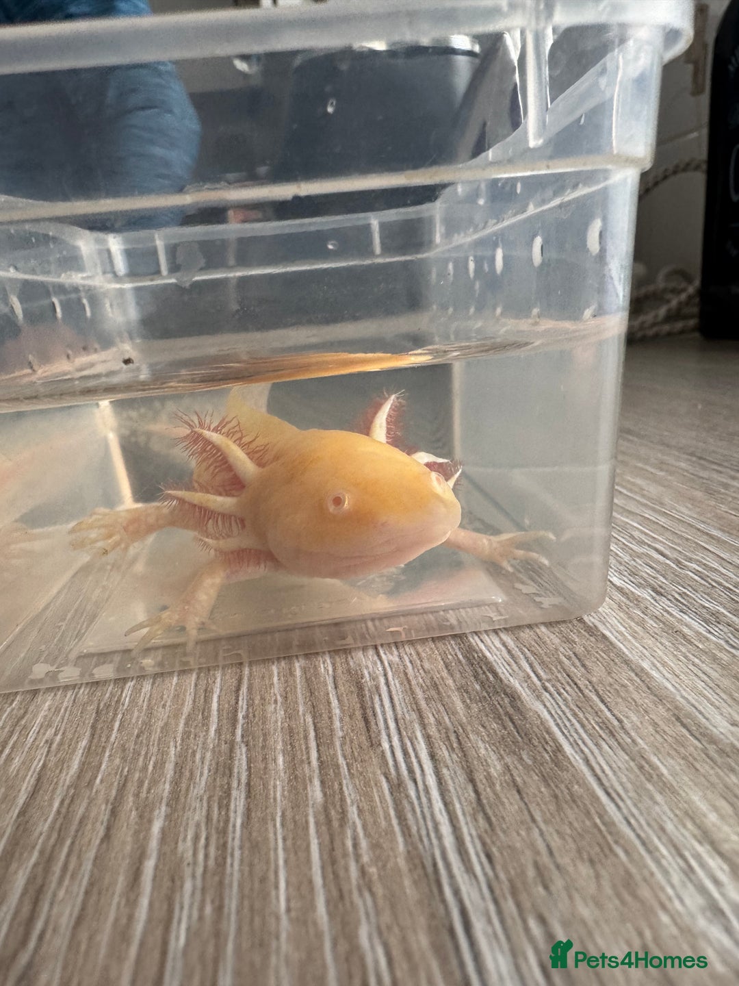 Axolotl reptiles for sale: Golden albino axolotl  - Image 2