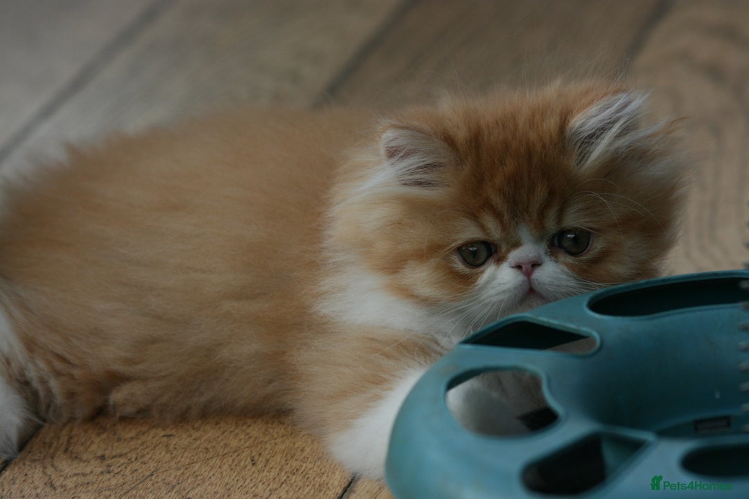 Persian cats for sale: Fluffy Persian Exotic kittens - Image 10