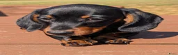 Miniature Dachshund dogs for sale: Quality KC/ PRA clear Miniature Dachshund Puppies  - Advert 24