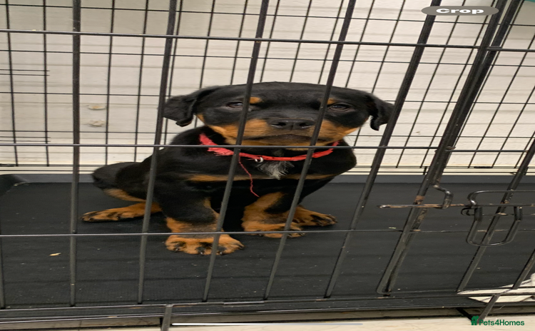 Rottweiler dogs LAST ONE LEFT *READY TO GO NOW* ROTTWEILER PUPS  - Advert 2