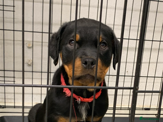 Rottweiler dogs LAST ONE LEFT *READY TO GO NOW* ROTTWEILER PUPS - Advert 2