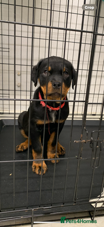 Rottweiler dogs LAST ONE LEFT *READY TO GO NOW* ROTTWEILER PUPS - Advert 2