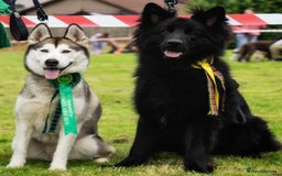 German Shepherd dogs for stud: Solid black german shepherd stud dog - Image 4