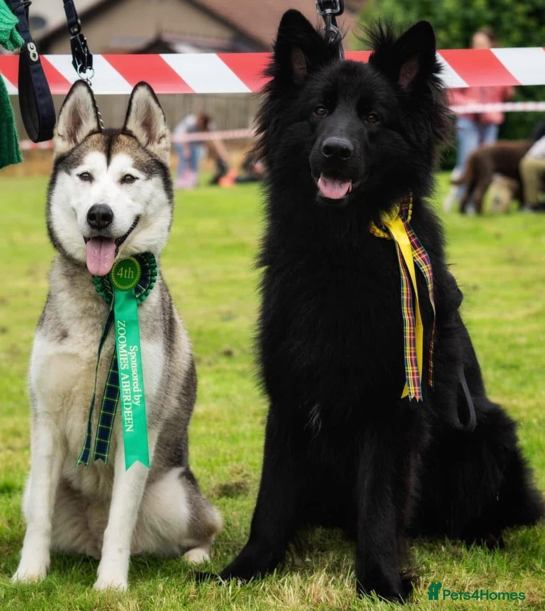 German Shepherd dogs for stud: Solid black german shepherd stud dog - Image 4