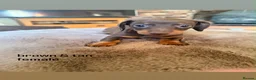 Dachshund dogs for sale: READY NOW! RARE coloured KC mini daschunds  - Advert 8