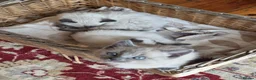 Ragdoll cats for sale: Gorgeous friendly Ragdoll kittens - Advert 6