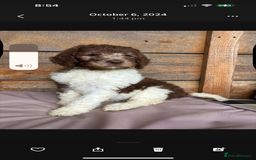 Bernedoodle dogs for sale: F1b St Berdoodle pups expected 15/9 - Image 1
