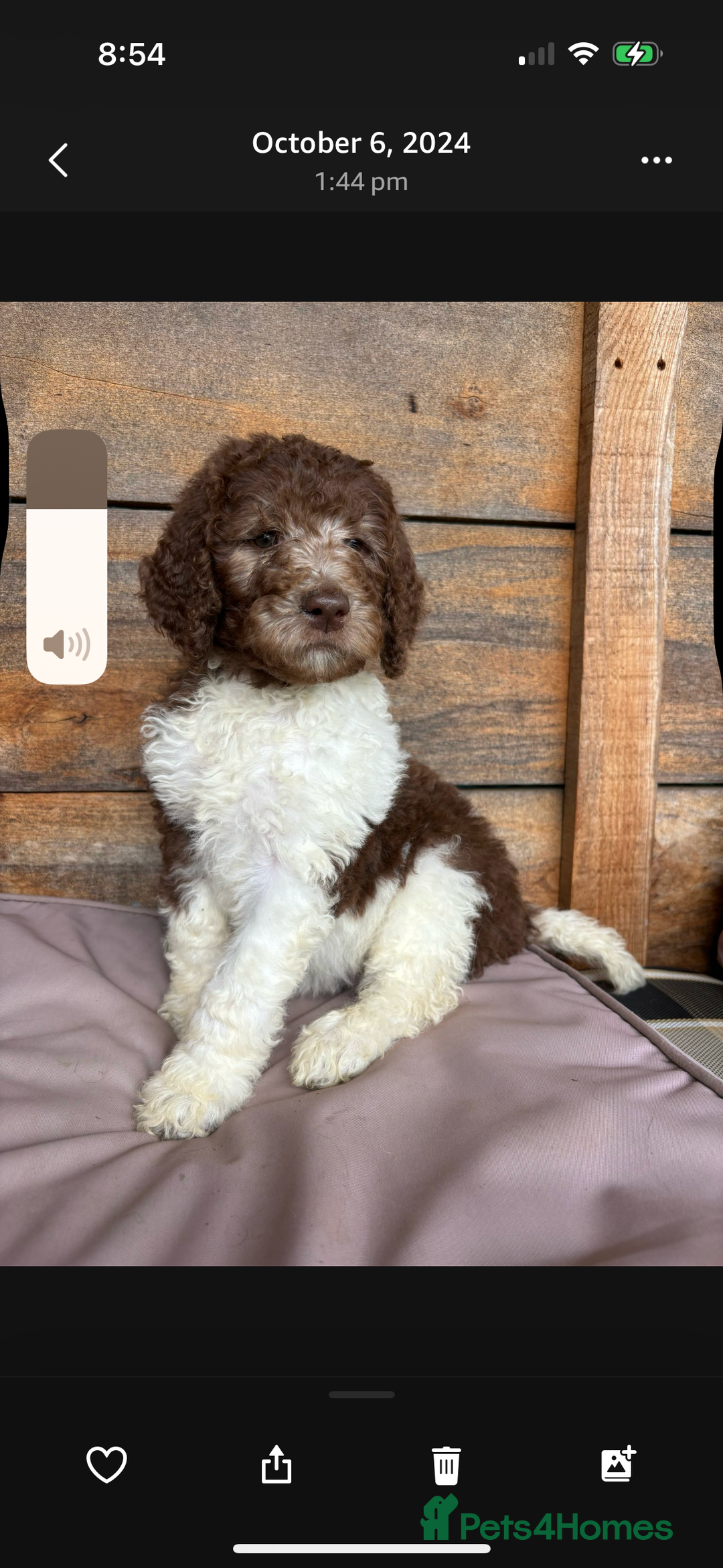 Bernedoodle dogs for sale: F1b St Berdoodle pups expected 15/9 - Image 1