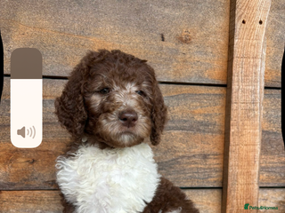 Bernedoodle dogs - Advert 5
