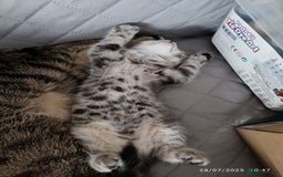 Mixed Breed cats for sale: Tabby girls kitten - Image 6