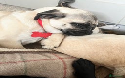 Pug dogs for sale: Sweet puppies - Image 3