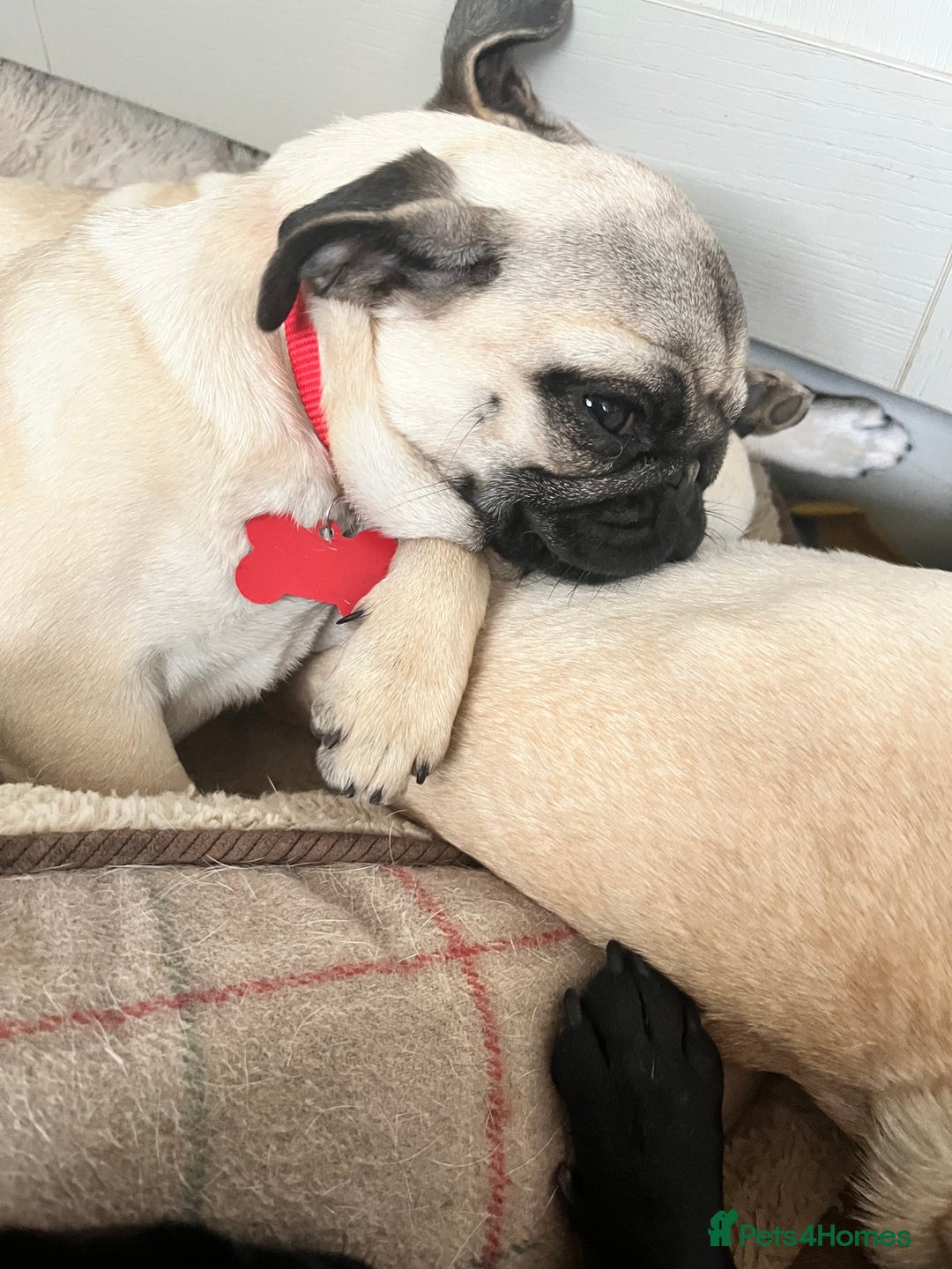 Pug dogs for sale: Sweet puppies - Image 3