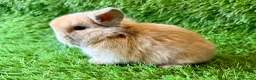 Mini Lop rabbits for sale: Stunning Mini Lops - Advert 4