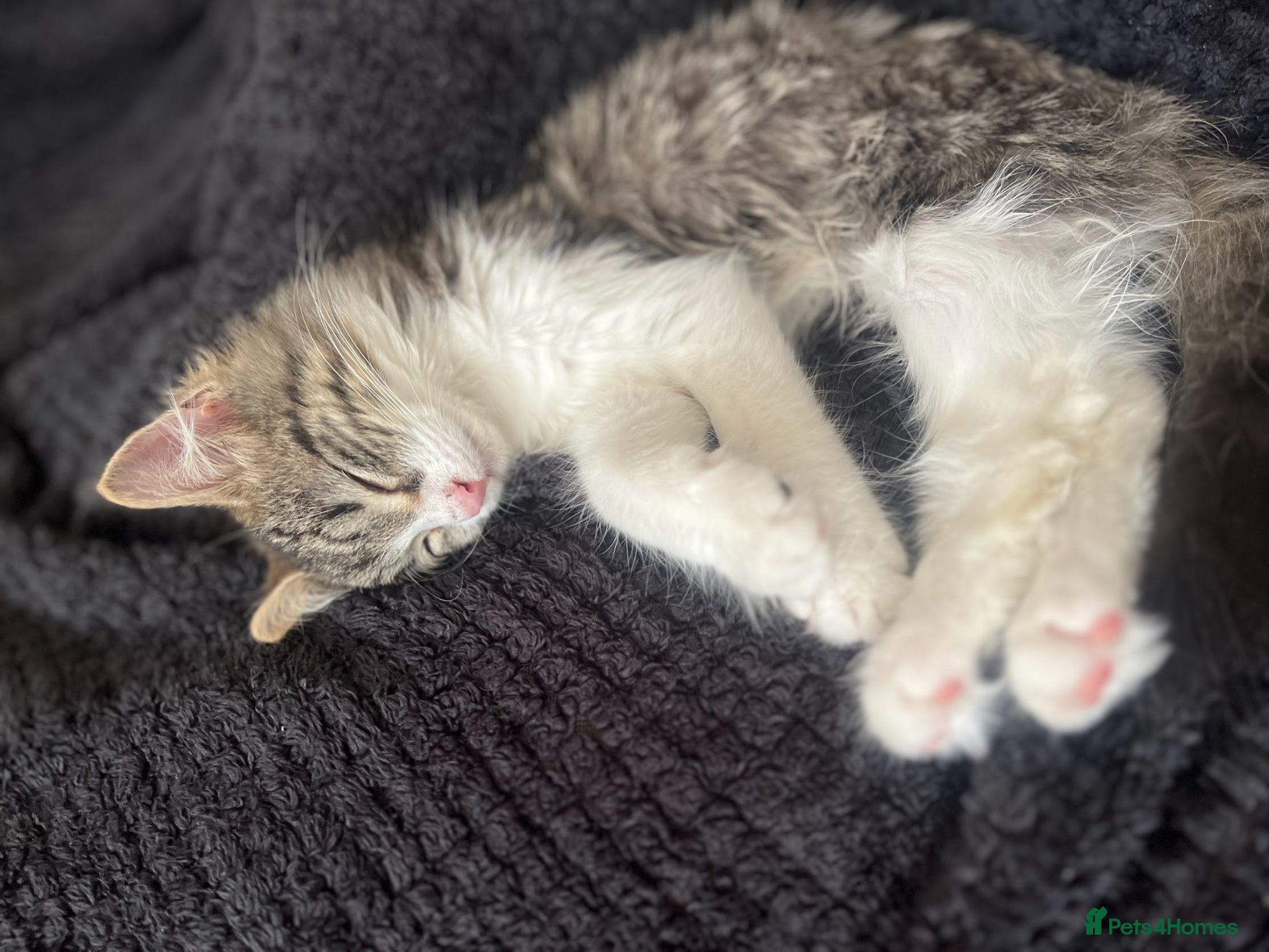 Mixed Breed cats Adorable Kitten ready for forever home - Advert 1