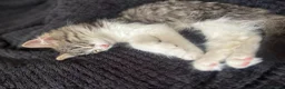 Mixed Breed cats for sale: Adorable Kitten ready for forever home in London - Advert 1