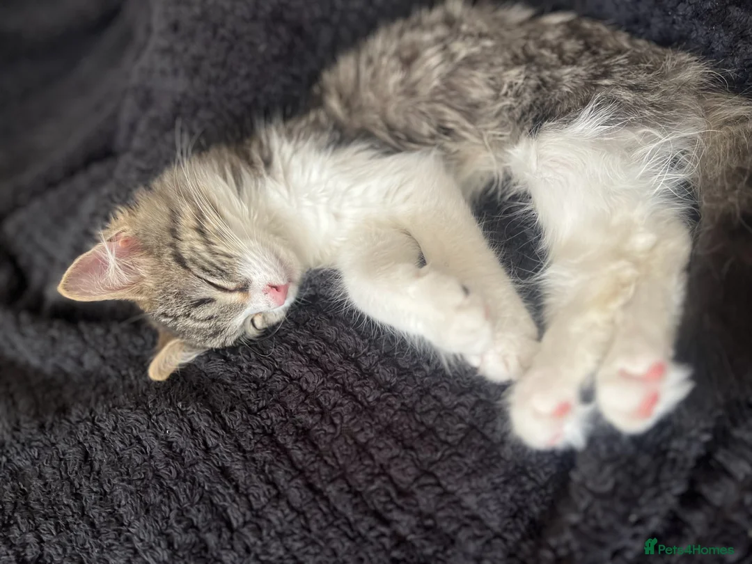 Mixed Breed cats for sale: Adorable Kitten ready for forever home in London - Advert 1