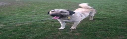 Anatolian Shepherd dogs for sale: 2YearOld Livestock Guardian Dog Working/Rural Home - Advert 11