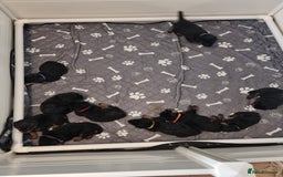 Rottweiler dogs for sale: Rottweiler  - Image 1