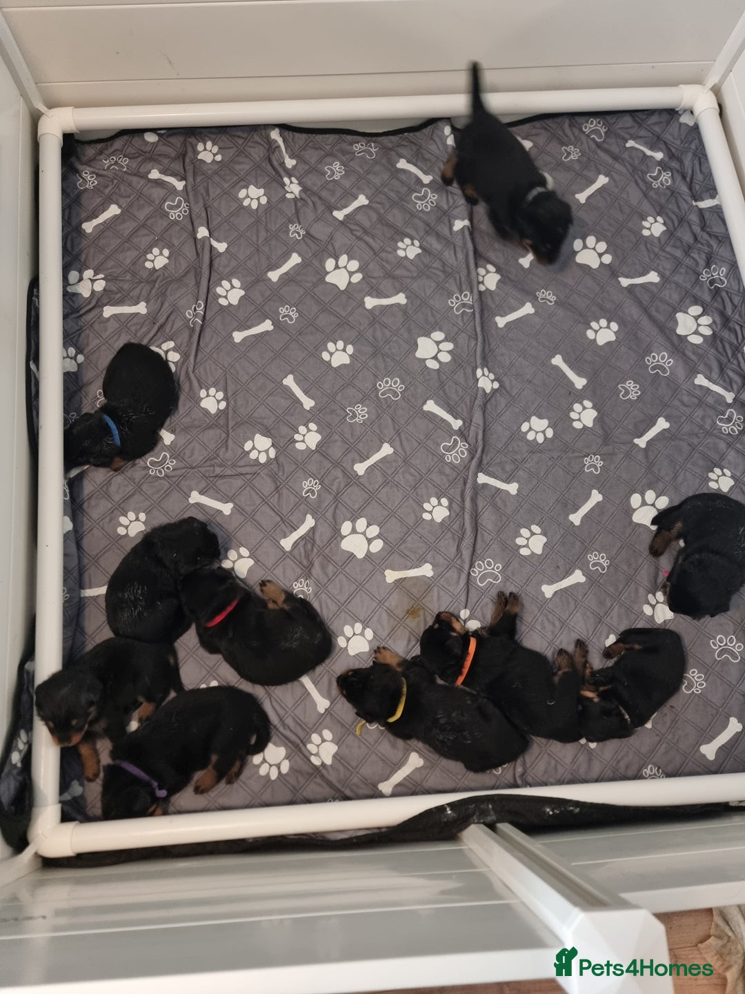 Rottweiler dogs for sale: Rottweiler  - Image 1