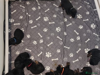 Rottweiler dogs - Advert 19