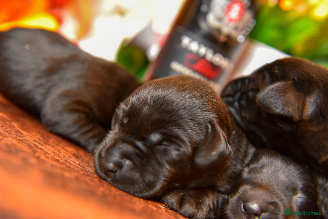 Labrador Retriever dogs for sale: Carefully Bred Black Labrador Puppy’s KC Reg - Image 3