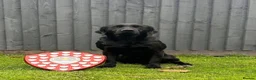 Labrador Retriever dogs for sale: Exceptional KC Labrador Puppies from Working Line  - Advert 12