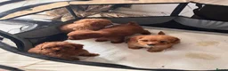 Cavapoo dogs for sale: 🩵🫧 4 Cavapoo Puppies 🫧🩵 - Advert 29